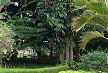 Garden_004