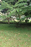 Garden_008