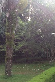 Garden_009