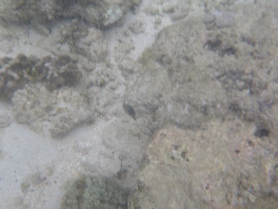 UnderWaterSea_001