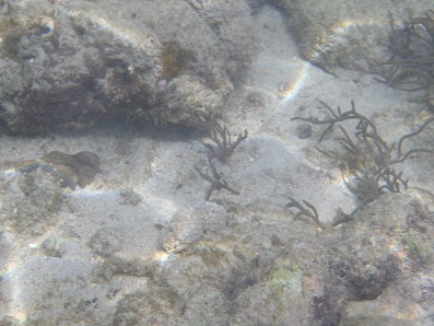 UnderWaterSea_002