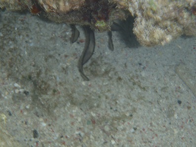 UnderWaterSea_003