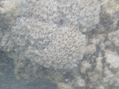 UnderWaterSea_004